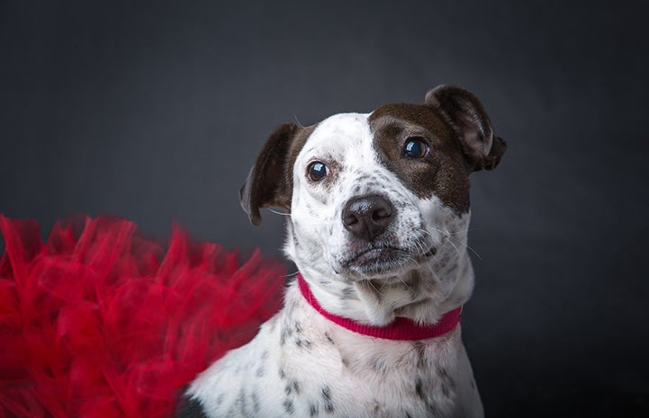 Stella is available for adoption from Wagging Dog Rescue