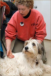 Karen Rasmussen demonstrating Tellington TTouch method with a dog