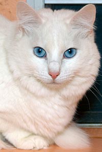  All-white cat with blue eyes who is deaf
