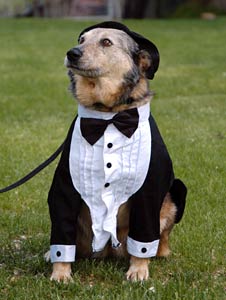  Dog wearing a tuxedo at a wedding 