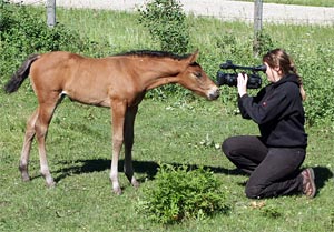  Foal and a woman 