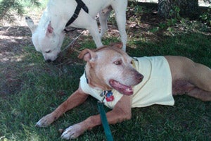 Little Red, a former Michael Vick dog, and another dog named Jagger resting