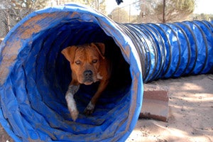 Meryl the Vicktory dog in the agility tunnel