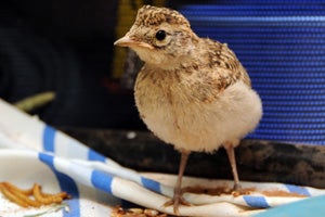 This orphaned bird was originally a mystery
