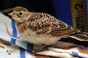 Once ready to go, the young horned lark was released
