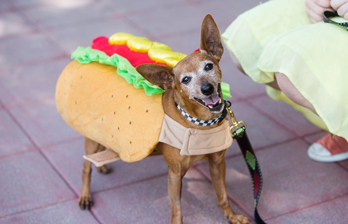 Small dog wearing a hot dog costume