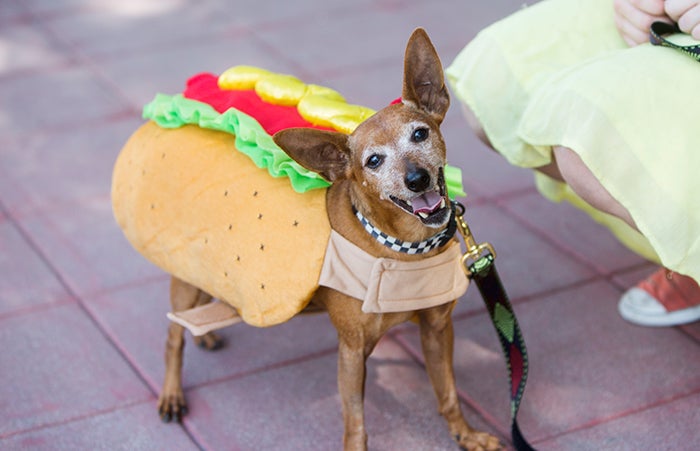 Chihuahua hot dog clearance costume