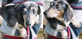 Simon the dog rescued from a puppy mill