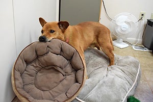Hummer the Chow Chow dog enjoying time in the office, playing with his dog bed