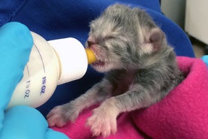 Ivy the silver tabby as a bottle baby
