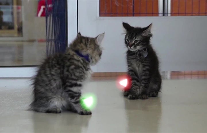 Jedi kittens with light saber tails