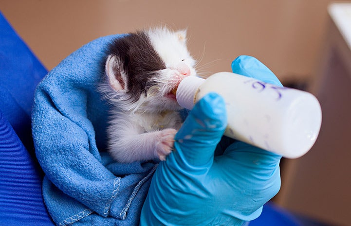 Black and white neonatal kitten being bottle-fed