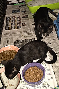 Kitt and Pratt, two FeLV-positive kittens, were rescued thanks to the Philadelphia Community Cats Project