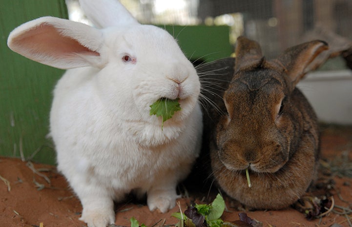 Bunnies eating leafy greens