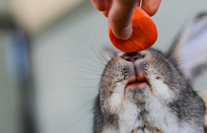 Wilson the rabbit reaching for a carrot