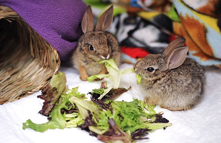 Baby cottontail rabbits eating lettuce