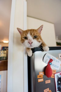 McSnuggles the cat who is obsessed with food enjoys hanging out in the kitchen