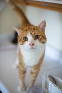 McSnuggles the handsome orange-and-white cat who has aggressive food-guarding behaviors that can be easily managed