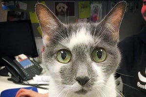 Emerald the cat with green eyes found a home