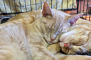 Gru and Nefario are feline littermates adopted together