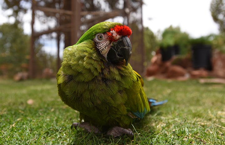 Louie the military macaw's feet aren't shaped like other parrot feet