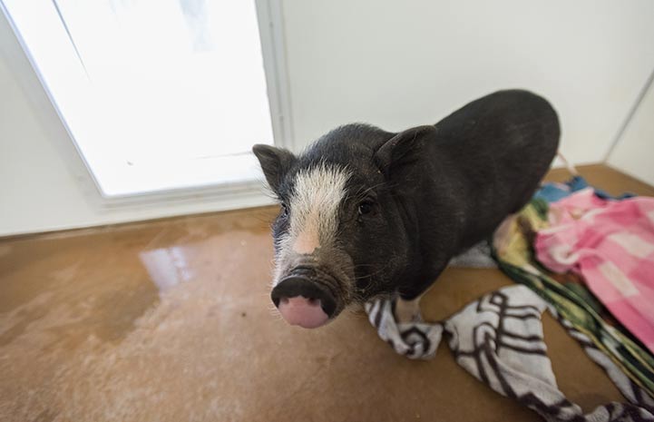 Paisley the potbellied pig in her indoor enclosure