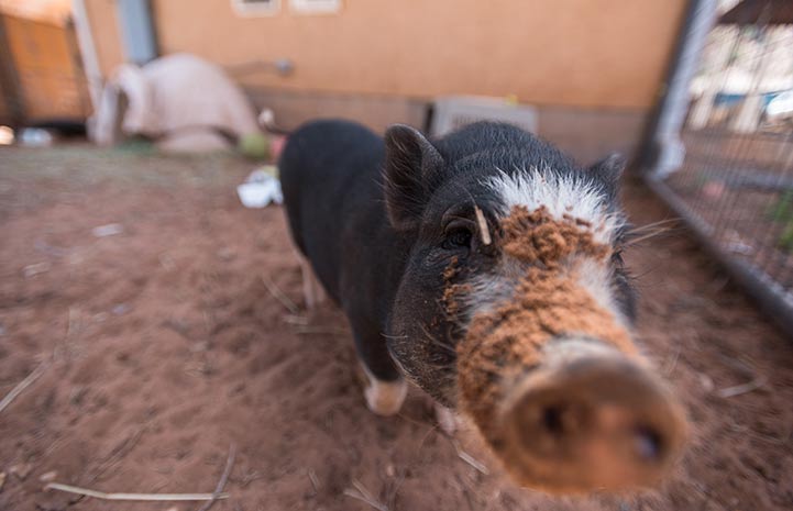 Paisley the potbellied pig was come close enough to people so that they could toss her a few irresistible dried fruit and nuts