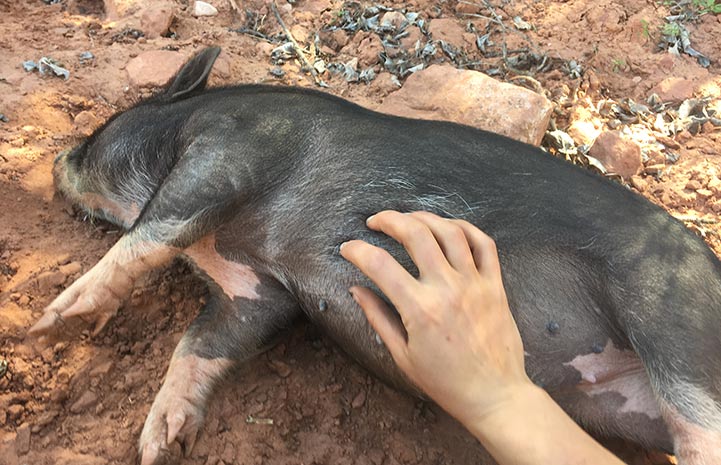 Paisley the potbellied pig says yes to belly rubs