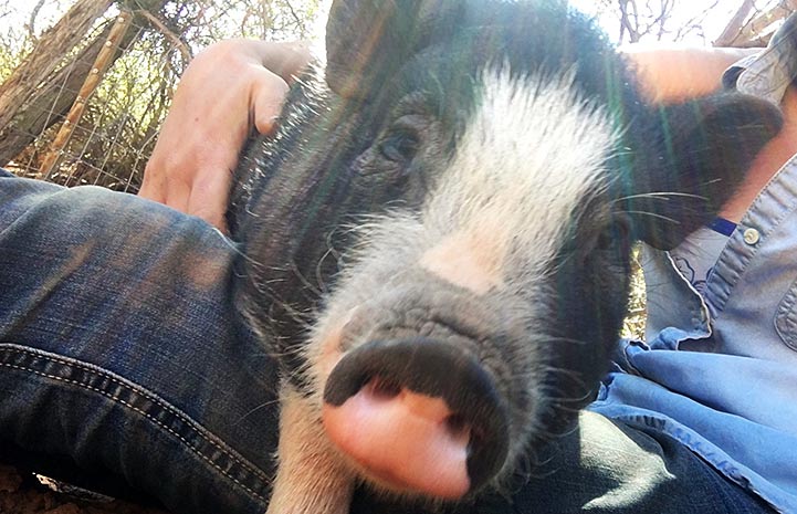 Paisley the potbellied pig learns laps can be pretty good too