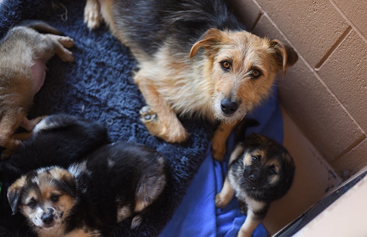 Mama terrier mix dog with litter of pups