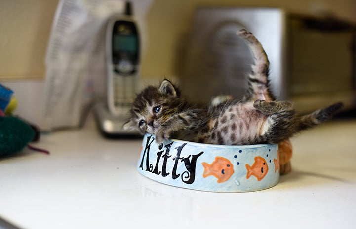 Adorable tabby kitten falling into food bowl