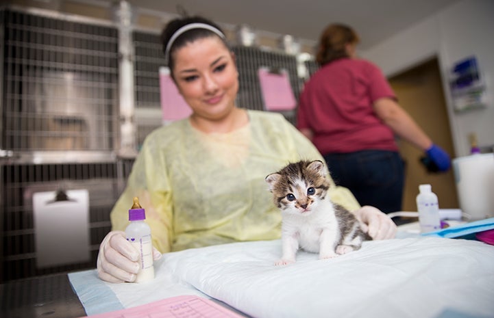 Volunteer getting ready to feed a bottle to a neonatal kitten