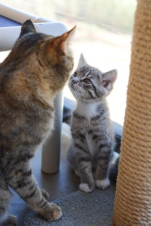 Mom cat looking at her gray tabby kitten
