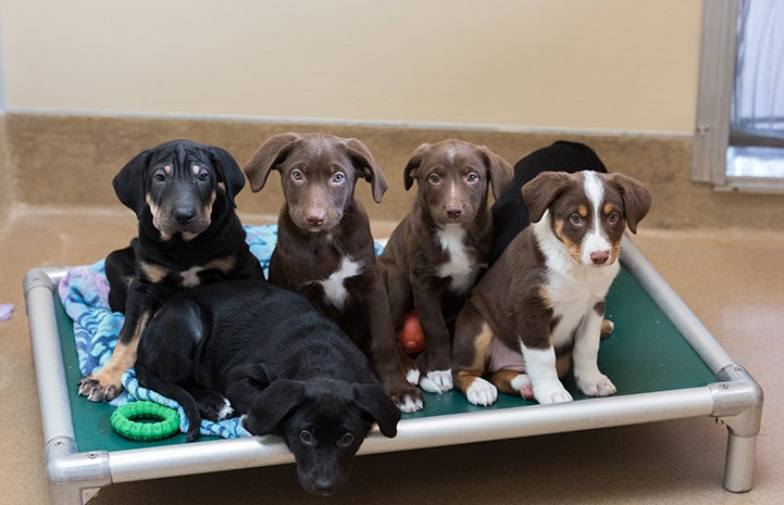 Group of a mixed breed litter of pups lined on Kuranda bed