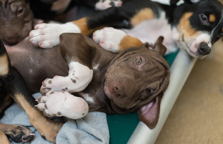 Litter of puppies looking extremely cute together on a dog bed