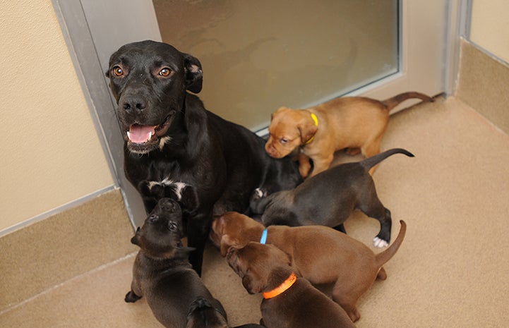 Labrador mix mom dog with her litter of puppies