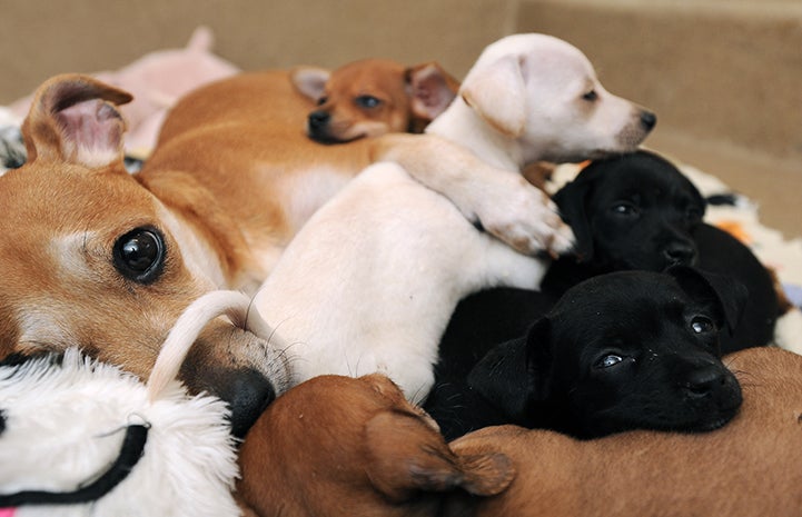 Mama dog with her litter of puppies