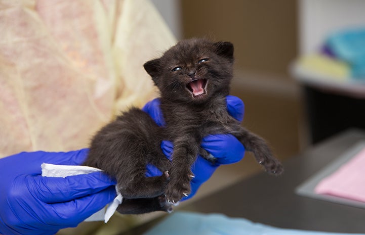 Major the neonatal kitten at the kitten nursery at Salt Lake City