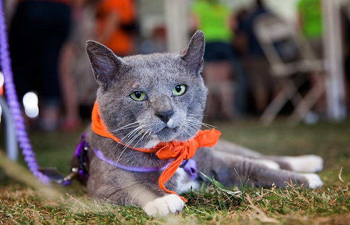 Hank the cat was the second pet to get a bevy of goodies from BOBS from Skechers when he was adopted