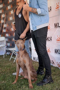 Chucky the fawn-colored Doberman was one of many animals adopted at the NKLA Super Adoption