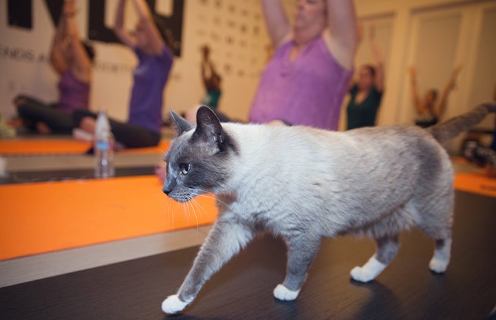 Kitten yoga? You gotta try it - Montclair Local