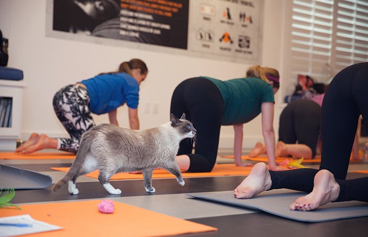 Cat looking at people practicing yoga