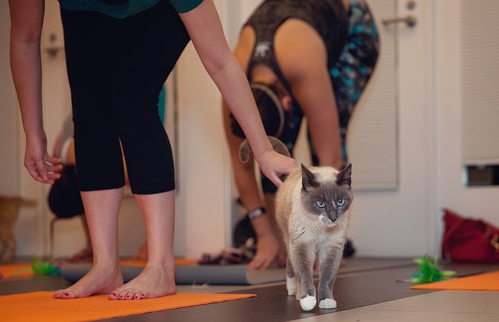 Woman reaching to touch her toes and petting cat at the same time during yoga