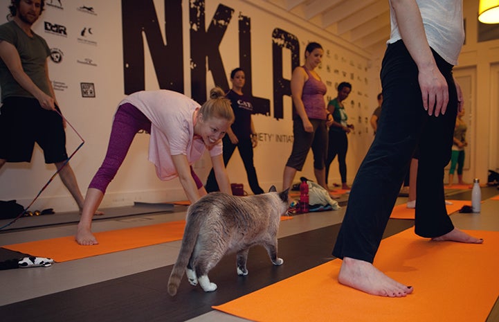 Cat walking by people doing yoga stretching