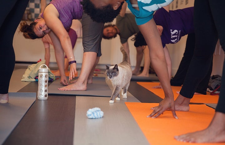 Cat among people stretching for their toes during yoga practice