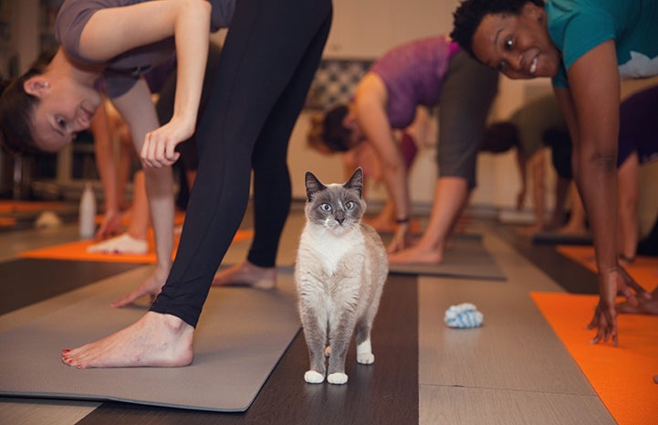 Cat ignoring people doing yoga