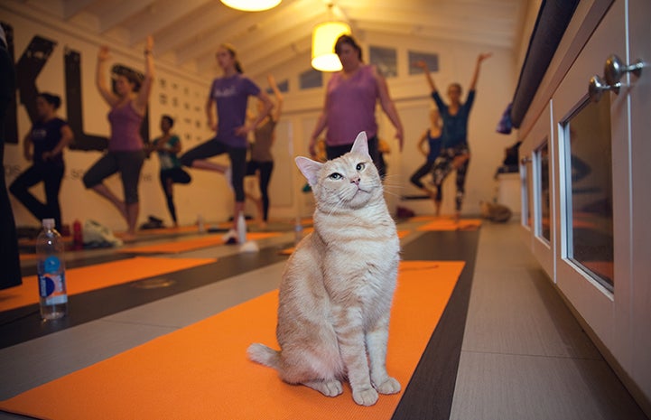 Cat unimpressed by the people around him doing yoga