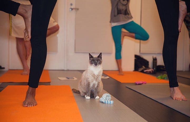 Cat sitting among people practicing a yoga pose