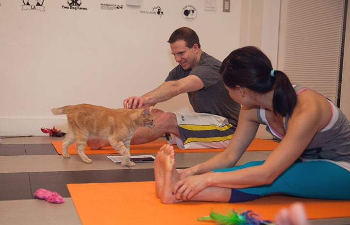 Man doing yoga stretching to pet a cat