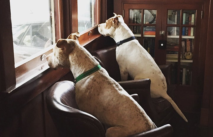 Mia and Bailey Bear the pit bull terriers waiting at the window